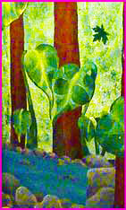 elephant ears